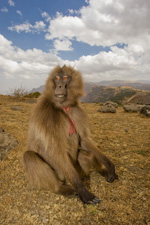 gelada 2